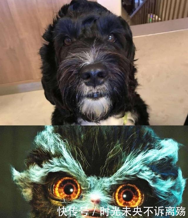 古天乐再演神雕侠侣,周冬雨成杨过传人,武林怪