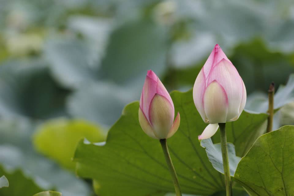 农历4月份，这3大生肖获贵人赏识，赚大财身价暴涨，到哪都吃香