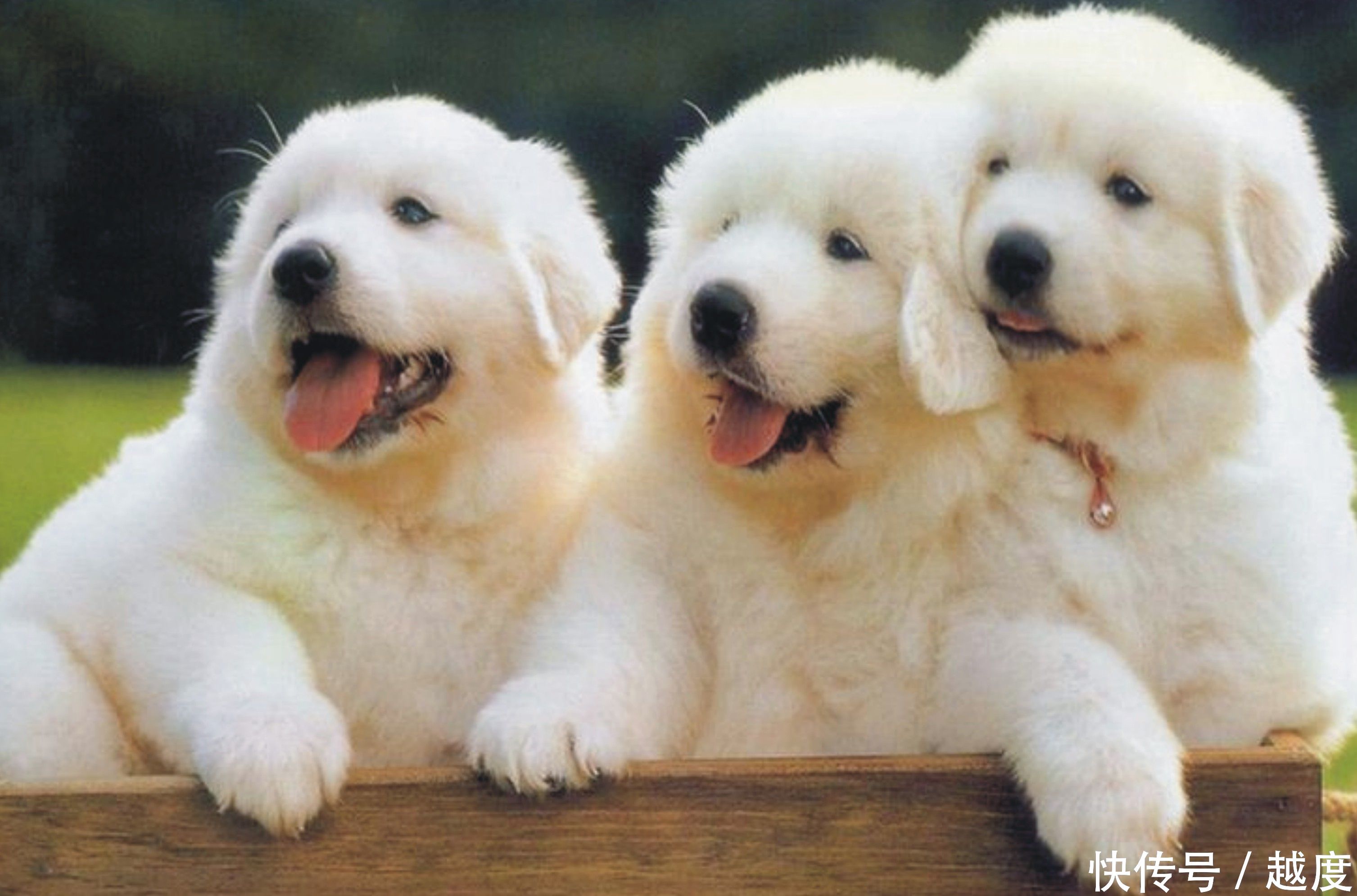 生意人最忌讳的是什么?属相相冲!