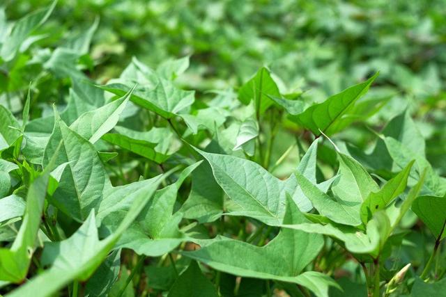 小小红薯叶隐藏大商机,种植户的红薯叶致富路