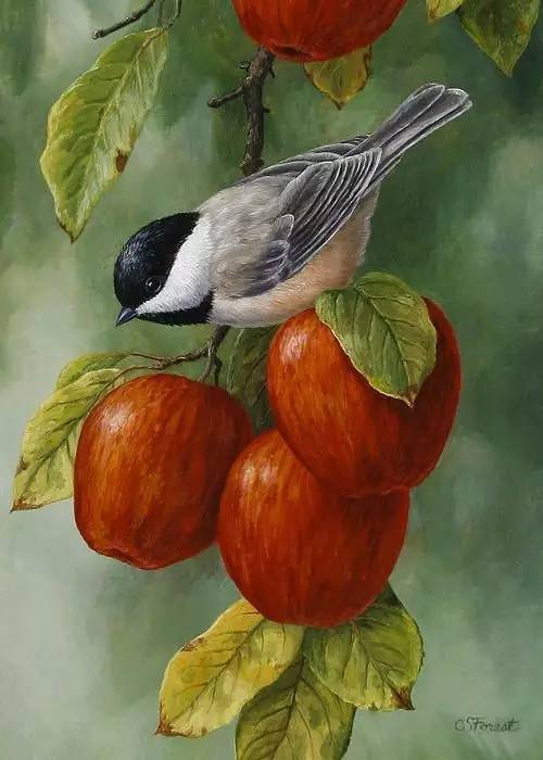 油画世界:美翻了的鸟类绘画