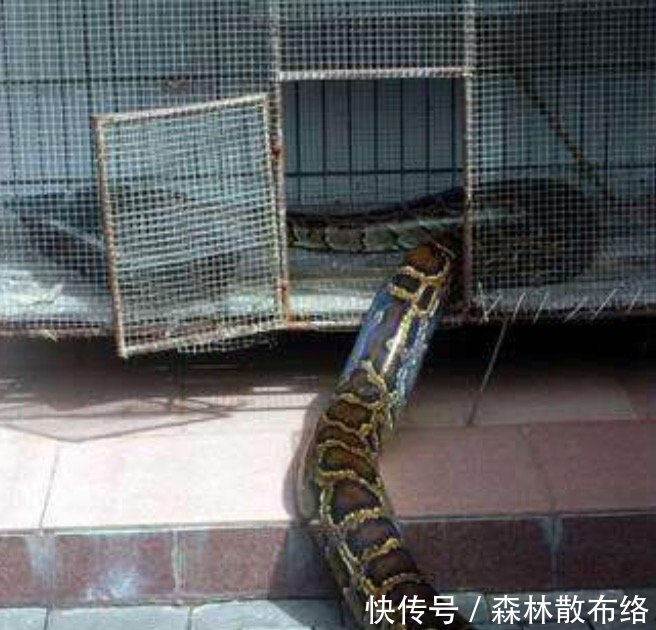 男子救回一条蟒蛇，还养到了4米长，结果发生了不可思议的一幕