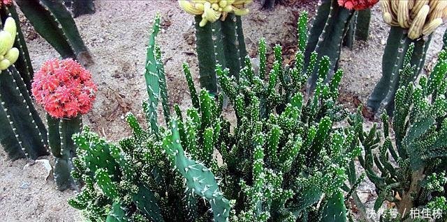 仙人掌究竟因为什么怕干旱的环境, 4个原因告