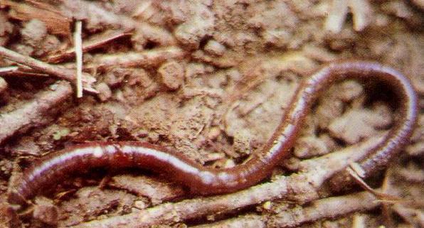 现在能用蚯蚓钓鱼吗 t018fa9af567704fd32.jpg?size=596x321