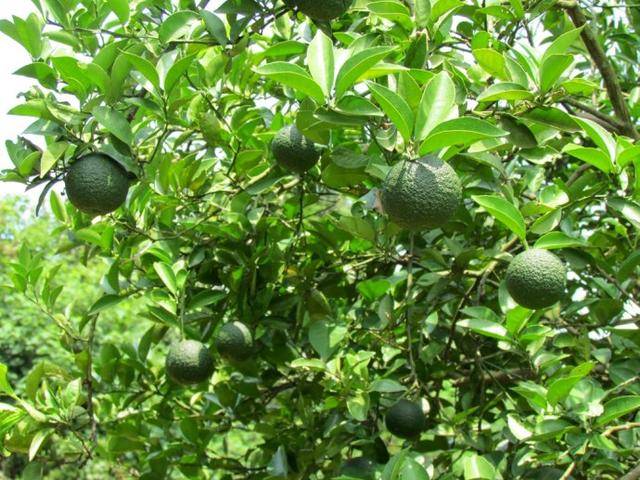 小果酸苦涩,也能卖钱,中医用于便秘、胸闷,胃下垂