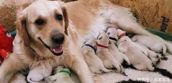 金毛夫妇盖被子睡觉,老李疑惑调监控,金毛粑粑