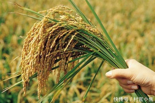 农业部:2018年要减少水稻玉米小麦种植面积,粮