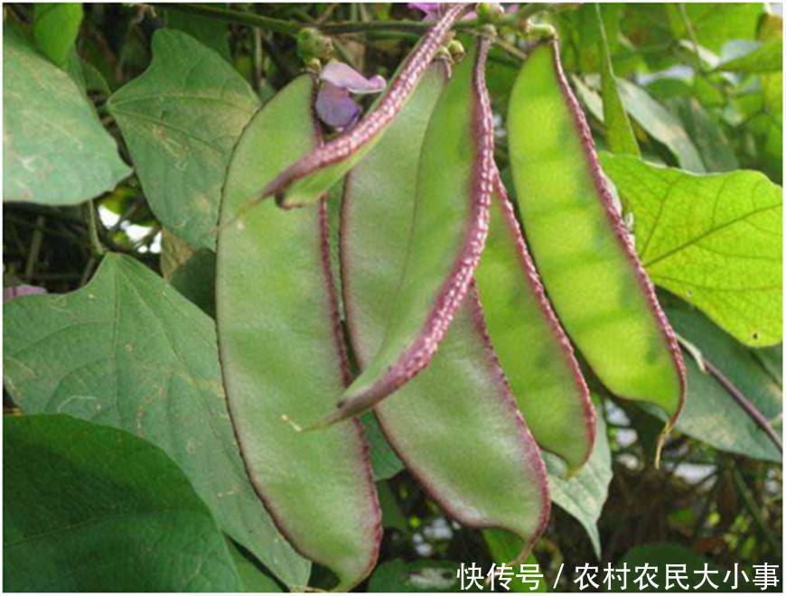 农村冬季必备的一道菜,只要3颗种子,足够3个月的吃食