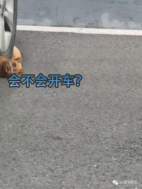 搞笑图:这是你们得罪ps大神的后果!