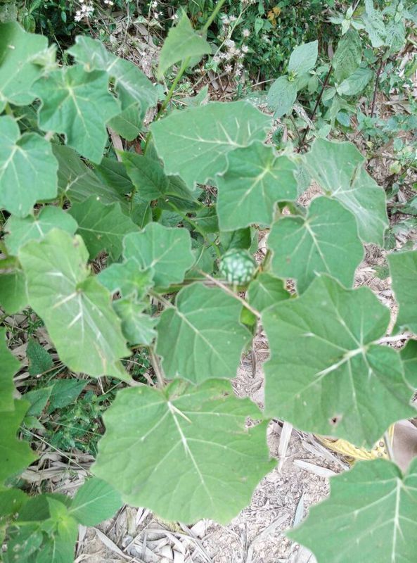 背景 壁纸 花 绿色 绿叶 树叶 植物 桌面 593_800 竖版 竖屏 手机图片