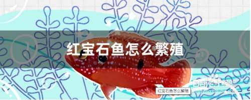 详细阅读:The Majestic <strong><mark>arowana</mark></strong> in Murcia: A Guide to Discovering the Finest Fish in Spain The Majestic <strong><mark>arowana</mark></strong> in Murcia: A Guide to Discovering the Finest Fish in Spain