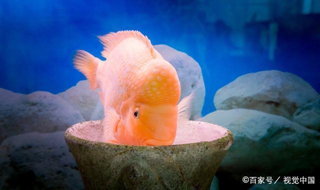 三明水族館到家九個月