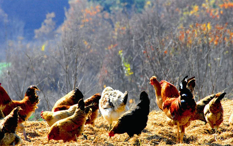 大爷包山头养鸡,一只卖三百生意火爆,邻居说一