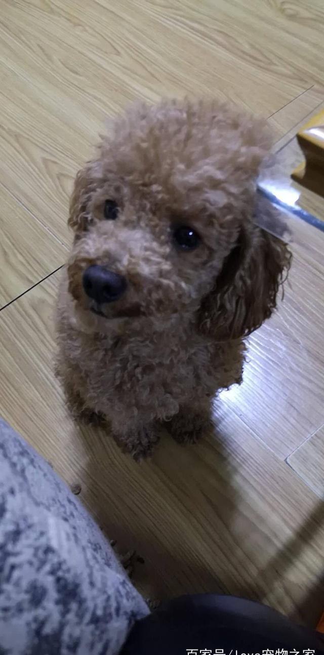 主人给可爱的宝贝泰迪喂营养膏,看把它给馋的