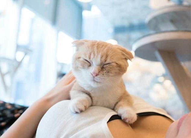咪咪与咪咪的故事 猫与美胸合照 抚慰人心 有益健康(组图) - 8
