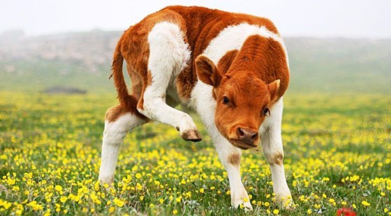 实拍三头雄狮活吃野牛,吃牛鞭的这头肯定是老