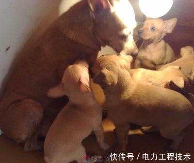 母狗把自己的小崽吃了是怎么回事?