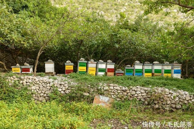 蜜蜂养殖技术|养蜂蜂群加脾及饲料