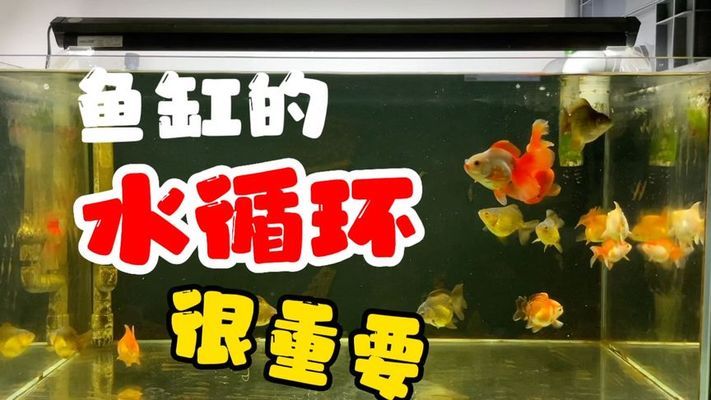 森森jp水泵安裝圖解（森森jp300水泵怎么拆開維修） 森森魚缸