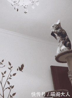 猫咪站在猫爬架上面,猫爪合十对着灯泡作揖,猫:赐我一个母猫吧 ibet平台网址