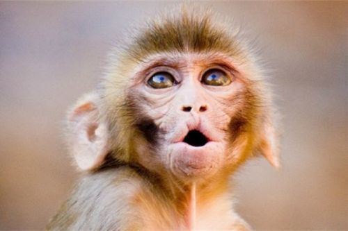 艾滋病患者的福音?科学家成功控制猴子体内hiv病毒