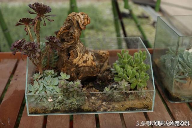 在花卉展上大放异彩的多肉盆景-郑州国际花卉展(图7)
