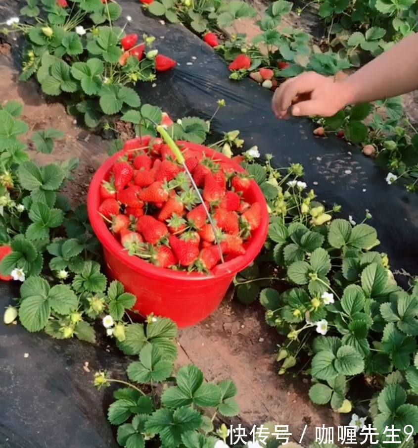 农民种植的草莓,这样销售,碰上这种“吃货”亏的底裤都没得穿