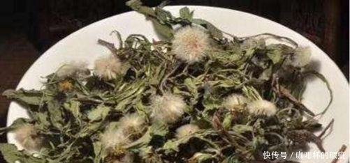 蒲公英茶可以天天喝吗蒲公英茶的功效很多,一