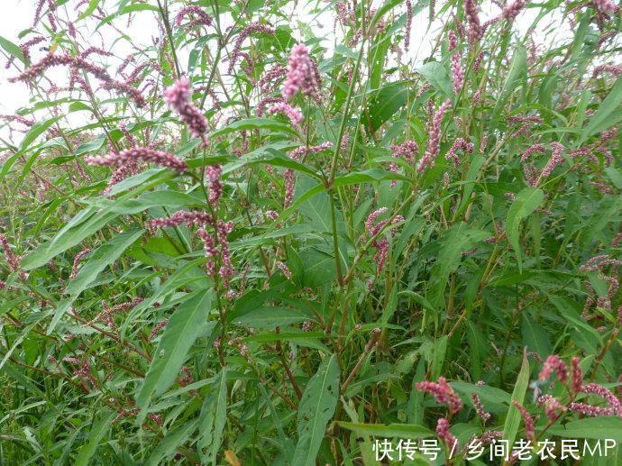 农村这种野草是一种杂草, 嫩叶可以吃, 还可以治