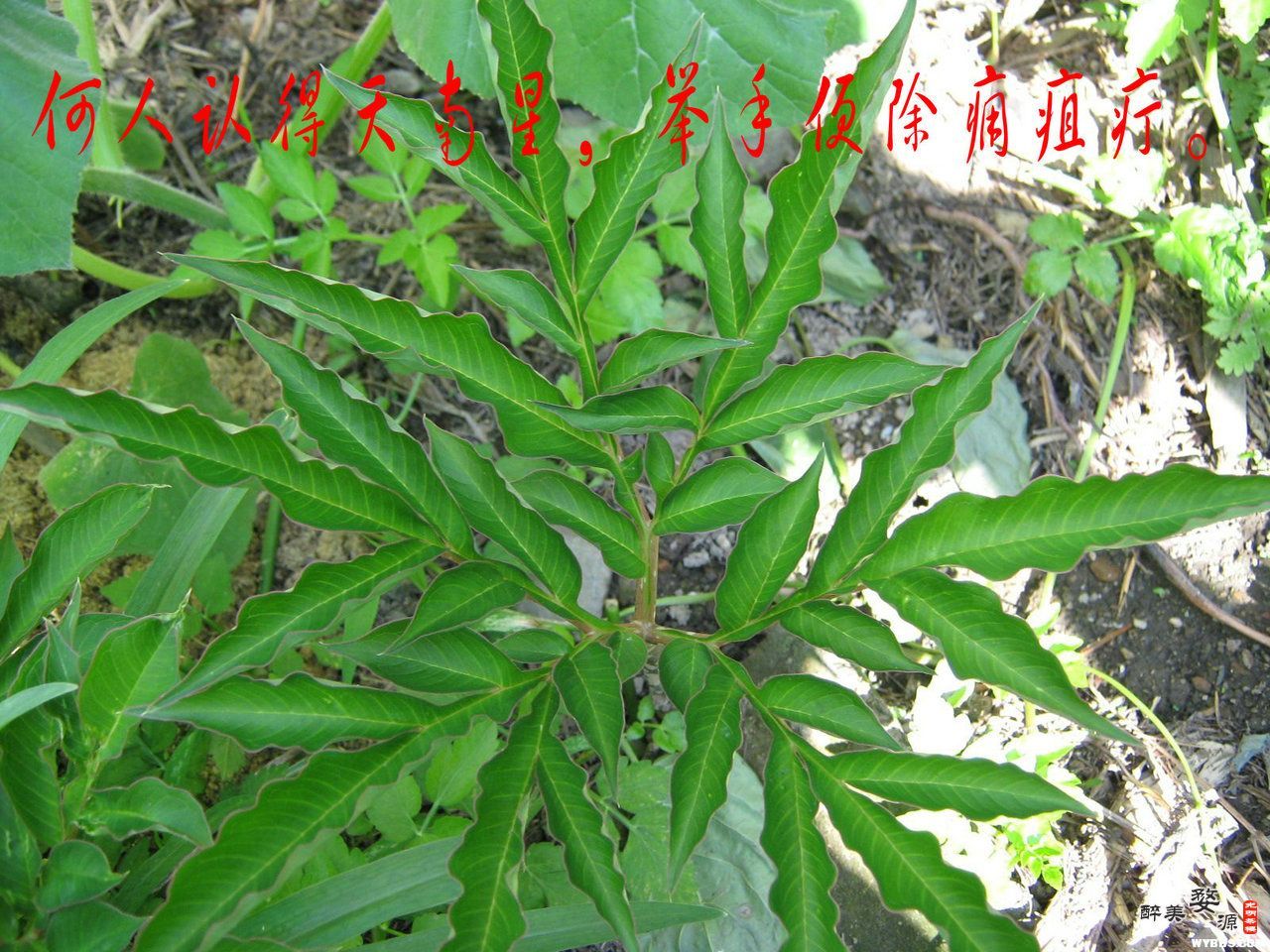 对天南星,异叶天南星,虎掌