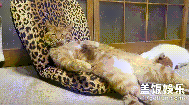 猫猫:反正也没什么更要紧的事要做,那就整天卖萌发呆吃饭睡觉吧