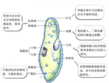 七年级生物上册 实验报告 观察草履虫_360问答