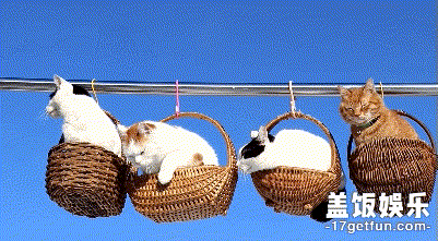 猫猫:反正也没什么更要紧的事要做,那就整天卖萌发呆吃饭睡觉吧
