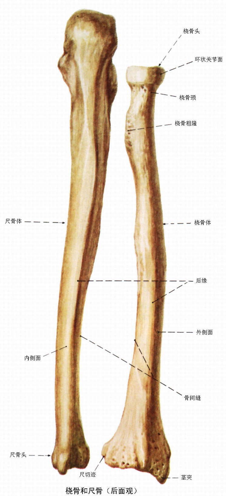 尺骨茎突骨折的恢复大全_尺骨茎突骨折的恢复汇总