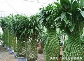 富贵竹怎么养才能长的好 t019f480bdf16c521d3.jpg