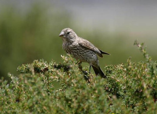 中文学名:大朱雀 拉丁学名:carpodacus rubicilla 界:动物界 门:脊索