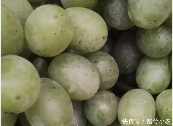 葡萄上锈斑、黑斑、白斑是咋回事?如何提高葡