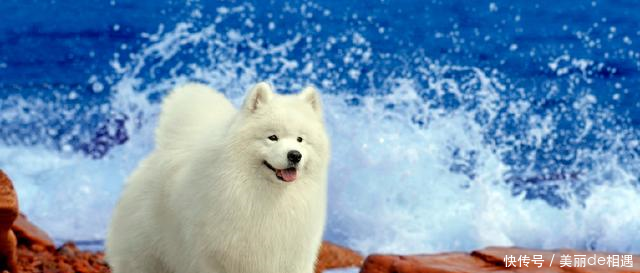 饲养的狗狗身体偏瘦怎么办根据不同的情况,做