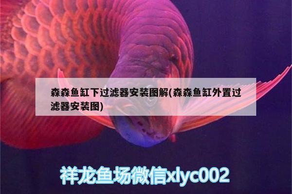 襄陽魚缸在哪里買（襄陽魚缸在哪里買便宜） 其他品牌魚缸