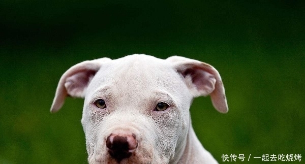 世界十大禁犬,世界十大禁犬名的照片
