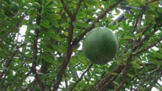 回乡下看到树上长西瓜,发朋友圈后,朋友惊呼:快