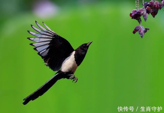 6月份，定有喜鹊来报喜，喜事多多，事业爱情双丰收的3大生肖！