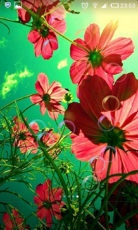 百花争艳动态壁纸
