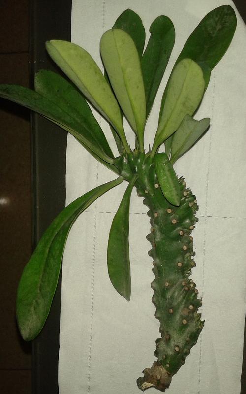 什么叫植物的扦插 t01a31f0cc00d355db0.jpg