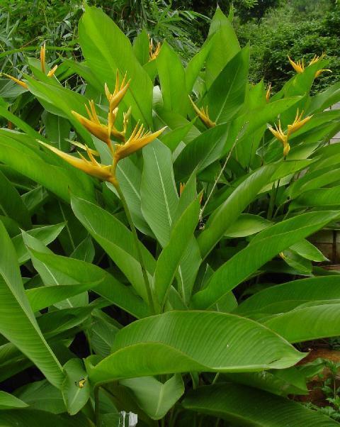 鹤望兰的<em>叶子</em>出现铁锈板是怎么回事_360问答