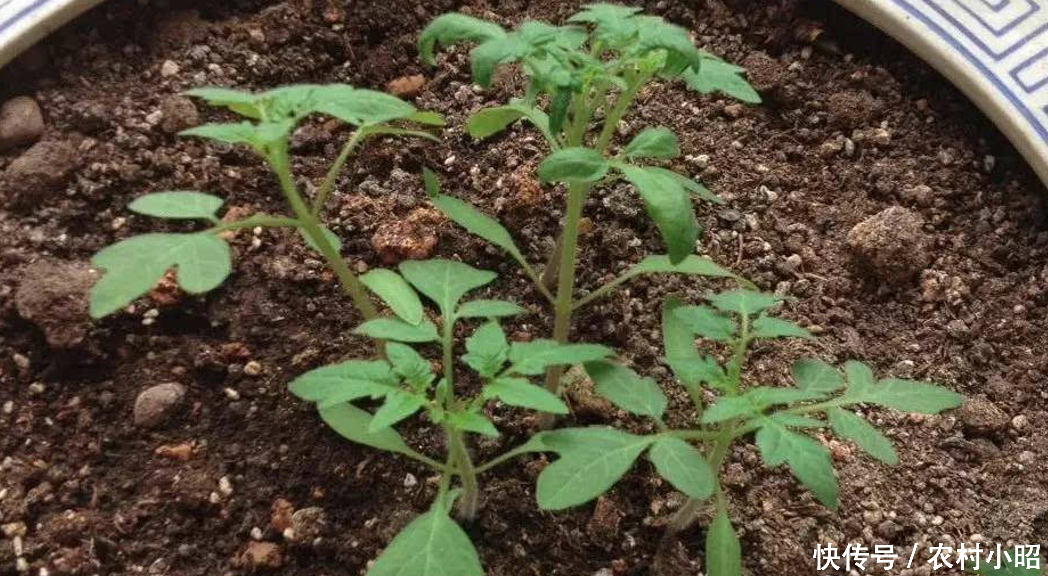 农村创业,种植黑番茄,可以赚大钱,你心动吗?