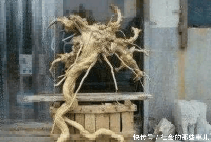 大叔上山发现一块珍品木头,本以为能发大财,儿子看到后直接懵了
