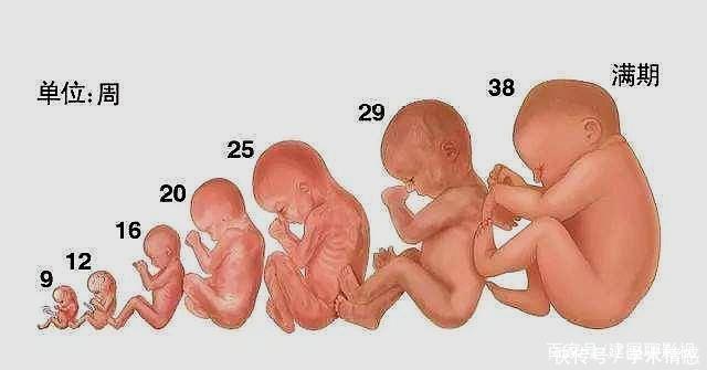 怀孕七个月的孩子三斤多重正常吗看完心里有数