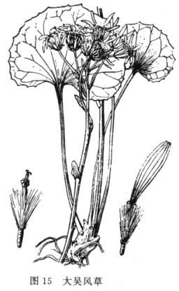 中文名:大吴风草种拉丁名:farfugium japonicum (linn. f.) kitam.