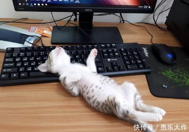 猫咪爱上键盘,气的铲屎官胃疼,但看到猫咪呆萌